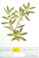 bitki_Arctostaphylos