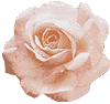 whiterose.gif (2608 bytes)